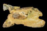 Fossil Mud Lobster (Thalassina) - Australia #141035-1